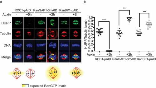 Figure 7. RanBP1 regulates mitotic HURP localization. (a) Immuno-staining with HURP and Tubulin antibodies in HCT116RCC1-µAID−3xFLAG, HCT116RanGAP1−3mAID and HCT116RanBP1-µAID-HA cells treated with or without 1 mM Auxin for 5, 2 and 3 h, respectively. White dashed lines represent the length of HURP signal (top row). Bottom: graphical representations of the expected distribution of the RanGTP gradient under indicated conditions. (b) Quantification of HURP signal normalized by Tubulin staining on the spindle in (A). Bars indicate mean ± SD from a total of 10 cells in more than 3 independent experiments. *** (p < 0.001, t-test). Scale bars = 10 μm.