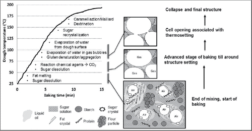 Figure 2. Structure development in biscuits during various stages of baking, associated with physical/chemical transitions. Dough structure at end of mixing is elaborated based on insights from dough making, Section 2.2.