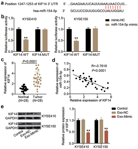 Figure 4. miR-154-5p targeted KIF14 in exosomes from ESCC cells. (a) The binding sites on KIF14 3ʹUTR for miR-154-5p were predicted by TargetScan. (b) The targeting relationship between KIF14 and miR-154-5p was proved by luciferase assay. **p < 0.001 vs mimic-NC. (c) The KIF14 expression in ESCC tissues and adjacent normal tissues was measured by qRT-PCR. (d) The relationship between KIF14 expression and miR-154-5p expression in ESCC tissues was analyzed by Pearson’s analysis. (e) The expression of KIF14 protein in co-culture of exosomes and ESCC cells was detected by Western blotting. **p < 0.001 vs control. Control, blank control. Exo, exosomes. NC, negative control. Mimic, miR-154-5p mimic.