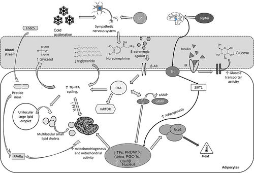 Figure 1. Browning and thermogenesis activation. Acclimatization to cold-temperatures may trigger the sympathetic nervous system, resulting in norepinephrine secretion and subsequently activating thermogenesis in brown adipocytes through β-adrenergic receptors. In addition to norepinephrine, β-adrenergic receptor agonists such as CL-316,243 activate protein kinase a (PKA) and increase cAMP levels, leading to the acceleration of TGR breakdown and FFA production, a crucial substrate for the regulation of mitochondria and UCP-1. Thyroid hormone (TH) binds to TR on BAT to activate SIRT pathway via deacetylation of the downstream molecule FOXO1, resulting in adipogenesis of BAT. Leptin correlated with hypothalamic regulation to increase gene expression of Pgc-1a, Cidea and Ucp1 in BAT and improves energy expenditure in the body. Estrogen receptors are activated by oestradiol in the ventromedial hypothalamus to enhance sympathetic nervous system regulation via AMPK to upregulate Ucp1, Pgc1a and Pgc1b in BAT, which activate BAT thermogenesis. Activated brown adipocytes have enhanced lipolysis and triglyceride-FFA cycling, resulting in a reduction in accumulated triglycerides in the bloodstream and nearby organs and an increase in mitochondrial activity. Contact between small lipid droplets and mitochondria is required for thermogenic activity to occur. Furthermore, higher mitochondrial activity contributes to an increase in the expression of UCP1, a brown adipocyte-specific marker that plays an important role in energy-heat conversion in BAT. In addition, cold-temperature acclimation also leads to higher levels of leptin and thyroid hormones, leading to an increase in insulin sensitivity, thus boosting glucose transporter activity and subsequently decreasing glucose levels in the bloodstream. Conversely, exercise activates the secretion of Fndc5 from myocytes. Inside adipocytes, Fndc5 is cleaved to form the peptide irisin, which activates PPARγ to regulate the browning process.