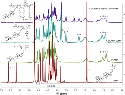 Figure 1 1H NMR spectra of PLAMA, PLAMA-b-PSBMA, and s-(PLAMA-b-PSBMA)-b-PNIPAM were characterized by 1H NMR. 1H NMR was performed on a Bruker 400 MHz spectrometer using D2O as solvent.Abbreviations: NMR, nuclear magnetic resonance; PLAMA, poly(2-lactobionamidoethyl methacrylamide); PSBMA, poly(sulfobetaine methacrylate); PNIPAM, poly(N-isopropylacrylamide).