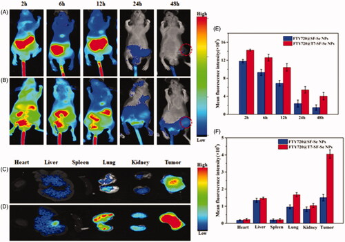 Figure 7. In vivo near-infrared fluorescence images of K1 tumour-bearing nude mice after injection with Cy5.5-labled SF-Se NPs FTY720@ SF-Se NPs (A), or FTY720@T7-SF-Se NPs (B) at 2, 6, 12, 24 and 48 h; ex vivo images of major organs and tumours collected at 48 h post-injection with Cy5.5-labled FTY720@ SF-Se NPs (C), or FTY720@T7-SF-Se NPs (D); fluorescence intensities measured from in vivo images of nude mice (E) and ex vivo images of major organs and tumours (F).