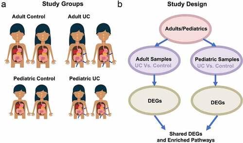 Figure 1. Study population and design. (a) Study groups were divided into pediatric and adult groups, and each group includes healthy controls and patients with ulcerative colitis. (b) Flow diagrams summarize the study process and enrichment analyses