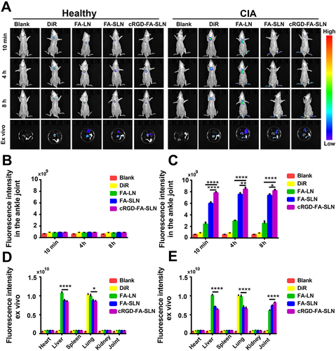 Figure 9 Biodistribution detection through the fluorescence measurements. (A) Biodistribution of DiR-labeled formulations in the tissues of healthy and collagen-induced arthritic (CIA) rats at 10 min, 4 h, and 8 h post-injection, as determined by in vivo fluorescence imaging. (B–E) Semi-quantitative analysis of fluorescence intensity in (B) healthy ankle joints, (C) inflamed ankle joints, (D) tissues of healthy rats, and (E) tissues of CIA rats. Data are shown as mean ± SD (n = 5). *P < 0.05, **P < 0.01, ****P < 0.0001. DiR, 1.1-dioctadecyl-3,3,3,3-tetramethylindotricarbocyanine.