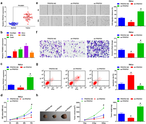 Figure 1. TP53TG1 is elevated in CC tissues and cells and reduced TP53TG1 represses cell growth and promotes apoptosis of CC cells. (a), TP53TG1 level in CC tissues and normal tissues (n = 45) was detected by RT-qPCR; (b), TP53TG1 level in CC cell lines and normal cervical epithelial cells (HcerEpic) was examined by RT-qPCR; (c), TP53TG1 expression in HeLa cells after the transfection with sh-TP53TG1 or oe-TP53TG1 was assessed by RT-qPCR; (d), cell proliferation after transfection with sh-TP53TG1 or oe-TP53TG1 was assessed by CCK-8 assay; (e), cell migration after transfection with sh-TP53TG1 or oe-TP53TG1 was detected by the scratch test; (f), cell invasion after transfection with sh-TP53TG1 or oe-TP53TG1 was determined by Transwell assay; (g), cell apoptosis after transfection with sh-TP53TG1 or oe-TP53TG1 was assessed by flow cytometry. (h), the change of tumor size and volume after transfection with sh-TP53TG1 or oe-TP53TG1 in nude mice. The data in the figure were all measurement data, and the values were represented by mean ± standard deviation, the t-test was used for the comparison between two groups, ANOVA was adopted for the comparison among multiple groups and Tukey’s post hoc test was used for pairwise comparisons after ANOVA; * P < 0.05 vs. HcerEpic cells; # P < 0.05 vs. the TP53TG1-NC group; n = 6; the cell experiment was repeated at least three times independently.