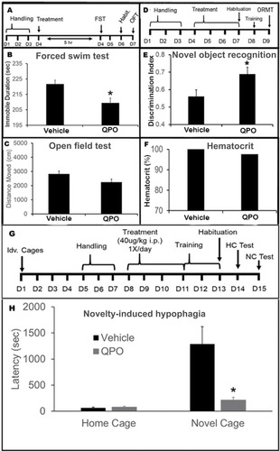 Figure 1 Behavioral Assays and Hematocrit. (A) The treatment and testing schedule for the FST and OFT is shown. (B) The cumulative immobile duration over the scored portion of the FST is shown for both QPO-treated and vehicle-treated mice. QPO treatment resulted in a significantly decreased immobile duration compared to vehicle-treated controls (p < 0.05, N = 6). (C) The cumulative distance moved in the OFT is shown for QPO-treated and vehicle-treated mice. QPO showed no significant difference in total distance moved during the OFT compared to vehicle-treated mice (p > 0.05, N = 6). (D) The treatment and testing schedule for the ORMT is shown. (E) The preference of QPO-treated vs vehicle-treated mice for a novel object instead of a trained object is shown here as a discrimination index. QPO showed a significantly increased preference for the novel object compared to vehicle-treated controls (p < 0.05, N = 6 for treated, 8 for vehicle control). (F) The comparison of total hematocrit (as a percentage) between QPO-treated mice (10 doses, 40µg/kg i.p., over 14 days) and vehicle-treated mice is shown. QPO treatment caused neither a significant increase nor decrease in hematocrit. (G) Treatment and testing schedule for mice undergoing Novelty-Induced Hypophagia Testing. (H) NIHT results for QPO-treated mice are presented in comparison to vehicle-treated controls in terms of the duration of time between introduction of sweetened condensed milk and the first drink in seconds. Statistical significance is denoted by *p < 0.05.