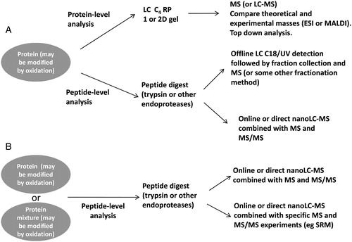 Figure 2. Schematic of the workflow for the characterization of the oxidative modification of proteins or peptides. (A) Targeted approach where information or inkling of the nature of the modification is known from SDS/PAGE (for example). (B) A non-targeted approach may also be undertaken to simply look for possible oxidative modifications within a sample or specific protein/peptide. Database searches would normally be incorporated into these workflows.