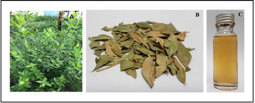 Figure 1. M. communis plant (A), dried leaves (B) and extract (C).