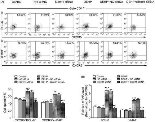 Figure 4. Influence of Slamf1 siRNA transfection (with DEHP exposure) on Tfh cell nuclear transcription factor expression. (A) Expression percentages of CXCR5+BCL-6+ and CXCR5+c-MAF+ Tfh cells gated on CD4+ T-cell populations (%) (flow cytometry). (B) Bcl-6 and c-MAF mRNA (normalized to Gapdh; real-time qRT-PCR). Data shown are means ± SD, n = 6 samples/group. ▲▲p < 0.01, ▲▲▲p < 0.001 vs. control group; ▼▼▼p < 0.001 vs. DEHP exposure group or DEHP + NC siRNA group; ns = p > 0.05 vs. control group or NC siRNA group.