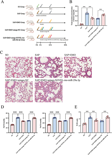 Figure 8 EMO relies on NOVEL-rno-miR-29-3p upregulation to protect against SAP-induced ALI. (A) The experimental design and animal treatment. Created with BioRender.com. (B) Total protein concentration in bronchoalveolar lavage fluid. (C) HE staining of lung tissue sections (scale bar = 50 μm). (D) Arterial blood gas analysis. (E) Wet-dry ratio of rat lung tissue. The data consisted of representative images from a minimum of three independent experiments or were presented as mean ± standard deviation of each group (n = 6). *** denotes p-value < 0.001.