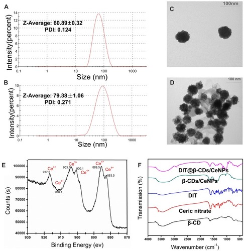 Figure 1 Hydrodynamic diameters of β-CDs/CeO2NPs (A) and DIT@β-CDs/CeO2 NPs (B) measured by DLS; TEM (scale bar = 100 nm) images of β-CDs/CeO2NPs (C) and DIT@β-CDs/CeO2 NPs (D) dispersed in water; (E) XPS analysis of β-CDs/CeO2 NPs for Ce3+ and Ce4+ showing the binding energy levels; (F) Fourier transform infrared spectra of β-CDs, ceric nitrate, DIT, β-CDs/CeO2 NPs and DIT@ β-CDs/CeO2 NPs.