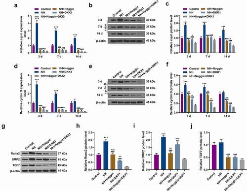 Figure 5. Effects of NH treatment on the expressions of c-jun, cyclin D, Runx2, BMP2 and TCF7. (a-f) RT-qPCR and Western blot was used for the detection of the expressions of c-jun and cyclin D in Control group, NH group, NH+Noggin group, NH+DKK1 group, and NH+Noggin+DKK1 group on day 3, 7 and 14. (g-j) Western blot was used for the detection of the expressions of Runx2, BMP2 and TCF7 in Control group, NH group, NH+Noggin group, NH+DKK1 group, and NH+Noggin+DKK1 group. Each experiment was repeated three times, and β-actin served as an internal control (BMSCs: bone mesenchymal stem cells; RT-qPCR: real-time quantitative polymerase chain reaction; NH: Neohesperidin; *P < 0.05 ***P < 0.001, vs. control, ##P < 0.01, ###P < 0.001 vs. NH, ^^P< 0.01, ^^^P< 0.001 vs. NH+Noggin+DKK1).