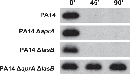 Figure 3. Contribution of the P. aeruginosa exoproteases AprA and LasB to the cleavage of C5a. Immunoblot analysis of C5a cleavage by P. aeruginosa. Purified recombinant human C5a (20 ng) was incubated for different times at 37°C with the cell-free supernatants from stationary growth cultures obtained from P. aeruginosa PA14 and the isogenic deficient mutants in AprA (PA14ΔaprA), LasB (PA14ΔLasB) or both (PA14ΔaprAΔLasB). Proteins were separated and subjected to a Western blot with a mouse monoclonal antibody that recognizes C5a.