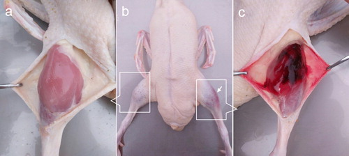 Figure 1. The manifestations of crus haemorrhage in Pekin ducks. (a) Shows a normal crus (control group), no haemorrhagic muscle could be seen. (b) Shows an aubergine haemorrhagic region in the left crus (arrow), the right crus was normal. (c) Shows haemorrhagic muscles after incising the skin covering the haemorrhagic region.