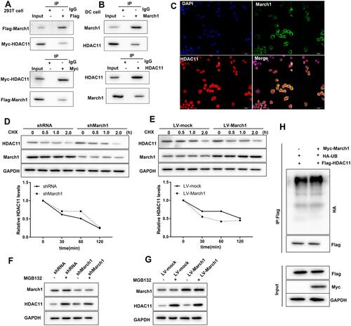 Figure 4 March1 promoted HDAC11 ubiquitination and degradation. (A) Flag-March1 and Myc-HDAC11 were co-transfected into HEK293T cells. Then, Co-IP assay was carried out to detect the combination of March1 and HDAC11. (B) Co-IP was performed to detect the combination of March1 and HDAC11 in HDM-treated DCs. (C) Immunofluorescence staining March1 and HDAC11 was performed to examine the intracellular localization of them. (D) DCs were infected with the lentivirus which carrying March1 shRNA followed by CHX treatment, and then Western blot was carried out to detect the expression of HDAC11 and March1. (E) DCs were infected with the lentivirus expressing March1 followed by CHX treatment. Then, the expression of March1 and HDAC11 was measured by Western blot. (F) 10 μg/mL of MG132, a proteasome inhibitor, was used to treat DCs following the lentivirus infection. Western blot was performed to examine the expression of March1 and HDAC11. (G) 10 μg/mL of MG132 was used to treat DCs following lentivirus infection. Then, Western blot was carried out to detect the expression of March1 and HDAC11 in the cells. (H) The vectors expressing Myc-March1, HA-UB, and Flag-HDAC11 were transfected into DCs. Immunoblotting was used to analyze the level of HDAC11 ubiquitination. n = 3.