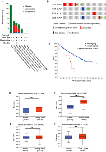 Figure 6. Mutation and methylation analysis of SDH genes in ccRCC. (a-b) Mutation frequency of each SDH gene in the ccRCC patients from TCGA. (c) Survival analysis of ccRCC patients stratified by SDHs mutation. (d-g) The box plot shows the promoter methylation levels of SHDA, ADHB, SDHC, and SDHD in ccRCC based on the TCGA database. Beta value represents the level of DNA methylation. The data were presented as mean ± SD. ★★P < 0.01, ★★★P < 0.001 versus indicated groups.