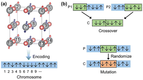 Figure 3. (a) Schematic diagram for generating a chromosome by encoding spin directions. (b) Schematic diagram of genetic operators, crossover and mutation. P and C mean the parent and child, respectively.