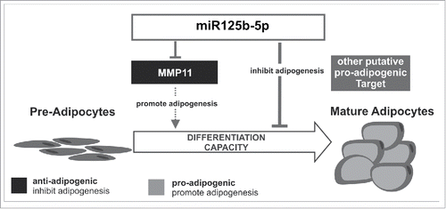 Figure 7. Schematic overview of the findings. MiR125b-5p directly down-regulates MMP11, which in turn acts as negative regulator of human adipogenesis. Furthermore, miR125b-5p has an anti-adipogenic effect, most likely through the regulation of further unknown pro-adipogenic target(s), which may superimpose the effect of MMP11.