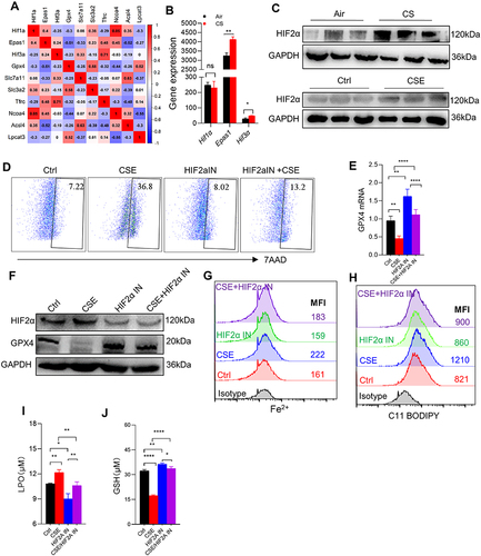 Figure 6 HIF2α inhibition alleviated ferroptosis-related indicators caused by CSE. (A) Corplot showed the correlation between Hif1α, Epas1, Hif3α, and Gpx4. (B) Gene expression of Hif1α, Epas1, and Hif3α in skeletal muscles from mice by RNA-sequencing; (C) WB showed the protein expression of HIF2α in muscles (up) and C2C12 myotubes (down); (D) the proportion of cell death was detected by flow cytometry with 7AAD staining in myotubes; (E) RT-qPCR detected the expression of Gpx4 in myotubes; (F) the expression of HIF2α and GPX4 were detected by WB; (G and H) the levels of Fe2+ and lipid ROS were detected by flow cytometry; (I and J) histogram of the content of LPO and GSH in C2C12 myotubes. HIF2α IN, an inhibitor of HIF2α. *P < 0.05,**P < 0.01,****P < 0.0001.