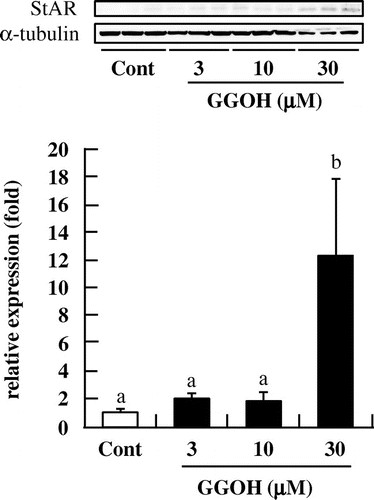 Fig. 8 GGOH enhances StAR protein levels in I-10 cells. Cells were treated with GGOH for 24 h, and protein levels of StAR were measured by Western blotting.Notes: Data are presented as mean ± SD (n = 3). Different letters indicate significant differences (p < 0.05).