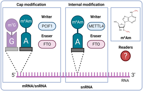 Figure 1. Basic overview of m6Am modification. A – adenosine; G – guanosine; FTO – fat mass and obesity-associated; m6Am – N6,2‘-O-dimethyladenosine; m7G −7-methylguanosine; METTL4 – methyltransferase-like 4; PCIF1 – phosphorylated CTD interacting factor 1.