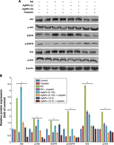 Figure 11 Role of cisplatin in AgNPs-modulated expression of proteins of various proliferation markers.Notes: (A) F9 cells differentiated using RA (1 μM) for 72 h or AgNPs (6.125 or 12.5 μg/mL) for 24 h were treated with or without cisplatin (1 μM) for 24 h, and then the expression of various proteins involved in proliferation was analyzed using western blot. Results were normalized to β-actin. The results are expressed as the mean ± standard deviation of three separate experiments. (B) The bar graph indicates the signal intensity ratio between control and treated groups. The treated groups showed statistically significant differences from the control group determined using Student’s t-test (*P<0.05). L, represents low concentration of AgNPs, H, represents high concentration of AgNPs.