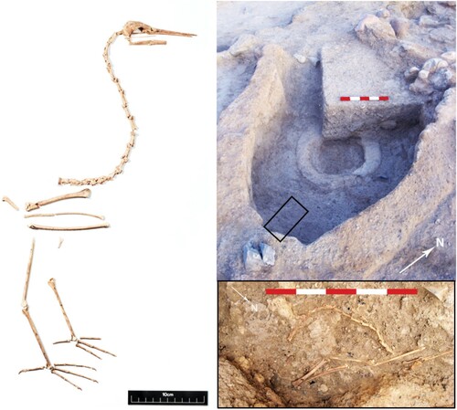 Figure 5 ‘Burial’ of Little Egret in Structure O66 (photos: J. White, S. Mithen and B. Finlayson).