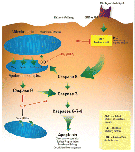 Figure 4. Apoptosis.