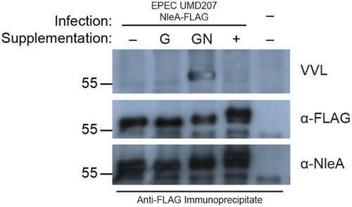 Figure 1. NleA is modified by O-linked glycosylation. Western blot analysis of immunoprecipitate from CHO ldlD cells infected with EPEC UMD207 NleA-FLAG probed with vicia villosa lectin (VVL), and anti-FLAG, and anti-NleA antibodies. Cells were cultured in media without (-), with galactose (G), with GalNAc (GN), or with both galactose and GalNAc (+) sugar supplementation. Migration of molecular weight markers (kDa) is indicated on the left.