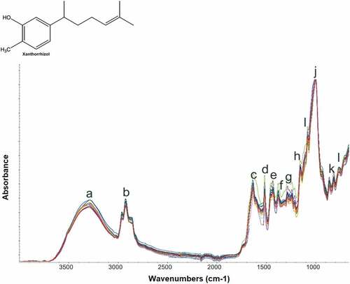 Figure 1. Normal FTIR spectra of Java Turmeric powders scanned at wavenumbers of 4000–650 cm−1 using attenuated total reflectance (ATR) mode.