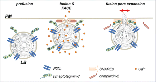 Figure 1. Vesicular control of fusion pore expansion. P2X4 receptors and synaptotagmin-7 are expressed on LBs. Activation of P2X4 receptors upon fusion of secretory vesicles with the plasma membrane results in localized Ca2+-entry and a rise in the Ca2+ concentration around the fused vesicle (FACE). Ca2+ then binds to sytnaptotagmin-7, which in turn antagonises complexin-2 mediated restriction of fusion pore expansion resulting in fusion pore expansion and efficient secretion.