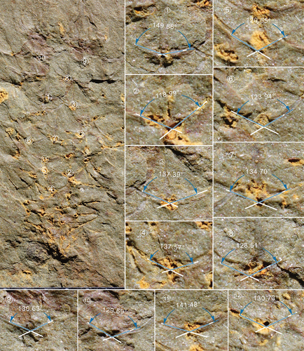 Figure A3. Archiasterella anchoriformis of Kaili Biota (JYS-1074-1). The average angle of this specimen is 130.8°.