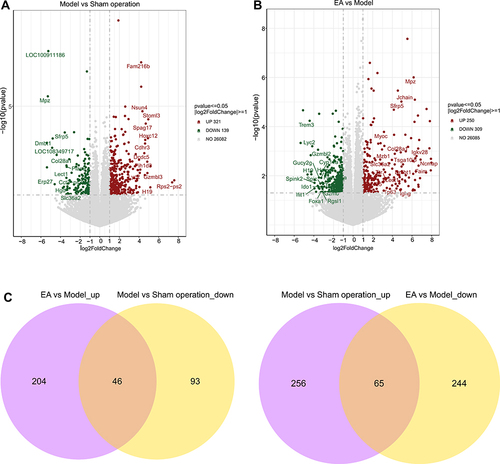 Figure 6 Volcano plot and Venn diagrams. (A) Volcano plot of samples with different mRNA expression between sham operation and model group. (B) Volcano plot of samples with different mRNA expression between model and EA group. Log2 (Fold Change) is plotted as the abscissa and log10 (p value) is plotted as the ordinate. Significantly up-regulated genes are indicated in red and down-regulated genes are indicated in green. (C) Venn shows 46 DEGs were significantly upregulated and 65 DEGs down-regulated after EA therapy.