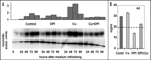 Figure 2 Effect of copper stress and DPI application on the cell cycle re-entry of stationary phase cultured plant cells. (A) The amount and activity of the cell cycle-regulatory CDKA/BMs kinase in 11-day old suspension-cultured alfalfa cells following subculture into fresh medium supplemented with copper (30 µM CuSO4, Cu), DPI (1 µM, DPI), their combination (Cu + DPI), or nothing (Contr.). The upper histogram shows the densitometry values of the CDK activity (as in vitro histone H1 phosphorylation activity of immunoprecipitated CDKA/BMs protein complexes also shown in the upper lane as an autoradiogram). The CDKA/BMs protein amount is determined by Western analysis (lower lane). (B) Growth of the control and treated cells as shown by fresh weight four days after subculture. The initial cell density is shown as a dashed line.