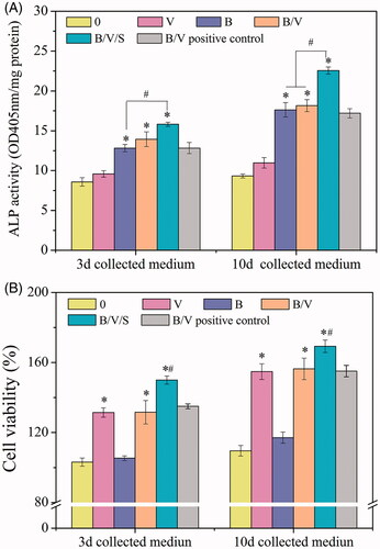 Figure 6. In vitro bioactivity of the released GFs. In advance, the extracts of the different composite hydrogels as shown in Table 3 were collected at predetermined time points and subsequently used for in vitro study. The concentrations of GFs in the extracts collected from the B/V group were detected by ELISA using Human BMP-2 and VEGF165 Elisa Kits, respectively. Culture medium with similar concentrations of GFs, corresponding to that calculated from above steps, was used as a B/V positive control. (A) The effect of the released GFs on ALP activity. MC3T3-E1 cells were cultured with the 3d and 10d collected medium for 5 days. *p < .05 is significant difference to the corresponding 0 and V group; #p < .05 denote significant difference between the designated groups. (B) Effects of the released GFs on cell viability of HUVECs. HUVECs were cultured with the 3d and 10d collected medium for 2 days. *p < .05, compared to the corresponding 0 and B group; #p < .05, compared to the B/V group.