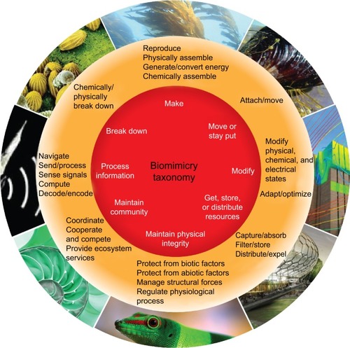 Figure 2 Biomimicry taxonomy categorizing the research interests of biomimetics.Note: Republished with permission of Springer Science and Business Media, from Biologically Inspired Design: Computational Methods and Tools, Goel AK, McAdams DA, Stone RB, editors, © Springer-Verlag London 2014; permission conveyed through Copyright Clearance Center, Inc.Citation11