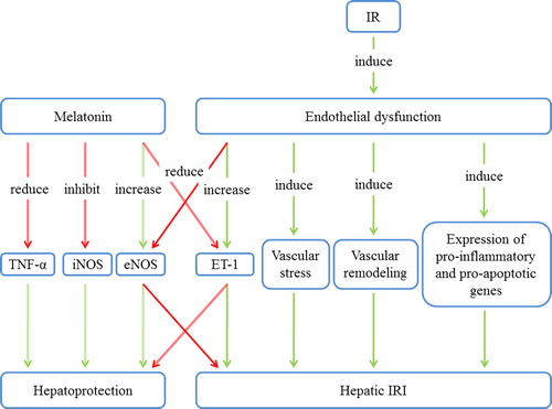 Figure 1. The relationship between melatonin and endothelial dysfunction in hepatic IRI. Melatonin exerts hepatoprotective effects via inhibition of iNOS, stimulation of eNOS, and reduction of TNF-α and ET-1. Endothelial dysfunction leads to vascular stress and remodeling and to the expression of pro-inflammatory and pro-apoptotic genes, thus worsening hepatic IRI. eNOS = endothelial NO synthase; ET-1 = endothelin-1; iNOS = inducible NO synthase; IRI = ischemia/reperfusion injury; TNF-α = tumor necrosis factor α.