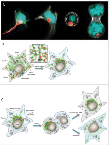 Figure 1. (A) 3D time-lapse (4D imaging) of a live neuronal-derived cell line entering asymmetric mitosis. Vimentin IF is red, Histone-2b is blue, alpha-Tubulin is green and F-Actin is white. Misfolded proteins in the collapsed VIF JUNQ are inherited by the aging cell. (B) Model of VIF attachment to aging determinants, including stress foci (misfolded proteins), p-bodies (RNA), stress granules (RNA), and old mitochondria. (C) Model of asymmetric inheritance of collapsed VIF during mitosis. Cells which avoid inheriting collapsed VIF, which traps aging determinants, are more youthful and rejuvenated.