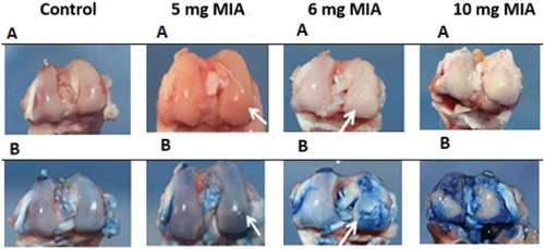 Figure 2. Osteoarthritis induced by MIA: macroscopic appearance of cartilage with (a) and without Indian ink (b)