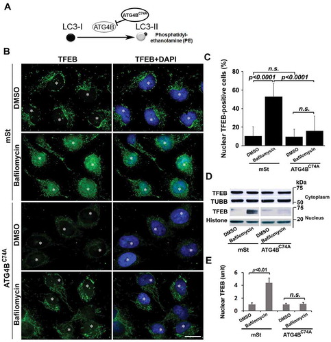 Figure 6. Lysosomal defects in autophagy-deficient extravillous trophoblast (EVT) cells stably transfected with vehicle plasmid mStrawberry (mSt) lacking or harboring mutant ATG4BC74A coding region. (A) A schematic model is shown that depicts the inhibition of autophagy by an inactive mutant ATG4BC74A, which inhibits the conjugation of phosphatidylethanolamine (PE) to LC3 for conversion of LC3-I to LC3-II. Deficiency in lysosome function was depicted in ATG4BC74A cells by LysoTracker staining (see Figure S5). (B) Assessment of TFEB nuclear translocation in bafilomycin A1-treated or untreated mSt and ATG4BC74A cells for 24 h. mSt cells exhibited significant nuclear translocation in response to bafilomycin A1. In contrast, ATG4BC74A showed poor overall expression of TFEB. Importantly, no nuclear TFEB translocation was observed in these cells in response to bafilomycin A1. (C) Quantification of at least three experiments supported the data presented in B. (D) Nuclear and cytoplasmic fractions were isolated from bafilomycin A1-treated and untreated cells and probed for the TFEB content in a western blot analysis. TUBB/β-tubulin and Histone were used as protein loading controls for cytoplasmic and nuclear fractions, respectively. Data are presented as mean ± SEM with at least n = 3 per group, and analyzed by one-way ANOVA with Bonferroni post hoc test. Bar: 20 µm.