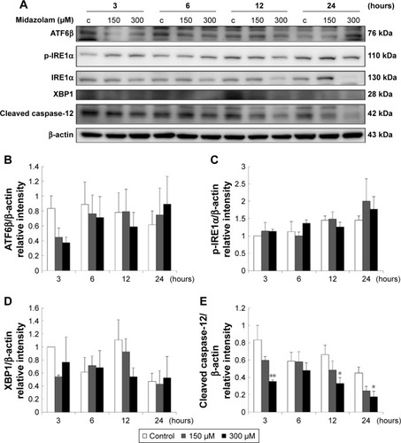 Figure 6 The involvement of ER stress pathways in midazolam-induced apoptosis in TM3 cells. TM3 cells were treated without or with different concentrations of midazolam (150 and 300 μM) for 3, 6, 12 and 24 hours. ATF6β (76 kDa), phosphor-IRE1α (110 kDa), IRE1α (130 kDa), XBP1 (28 kDa) and cleaved caspase-12 (42 kDa) were detected by Western blot analysis (A). Immunoblot represents the observations from one single experiment repeated at least three times. The integrated optical densities (IOD) of ATF6β (B), phosphor-IRE1α (C), XBP1 (D) and cleaved caspase-12 (E) proteins were normalized with β-actin (43 kDa) in each lane. Each data point represents the mean ± SEM of three separate experiments. * and ** indicate statistical difference compared to control equivalent to p<0.05 and p<0.01, respectively, (c = control).