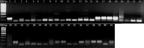Figure 2. PCR amplification profile of SSR marker Xgwm666 in diploid and tetraploid wheat accessions. Lanes 1–41, samples from the geographical identities according to Table 1. Molecular size marker (GeneRuler 100 bp DNA Ladder, ThermoFischer Scientific Waltham, Massachusetts, USA).