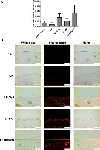 Figure 5 The penetration of liposomes containing SME (0.3%, w/v) and/or DNS/PK (0.05% and 0.02%) through pig skin in vitro after a 24-h treatment: (A) the skin deposition of rhodamine 800 in free or liposomal form; and (B) the penetration of rhodamine 800 in free or liposomal form observed by fluorescence microscopy with a vertical view. All data are presented as the mean of four experiments±S.E.M.