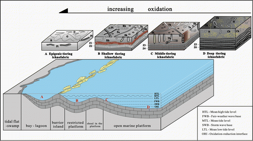 Figure 18. Sedimentary environment model of the ichnofabrics in the Taiyuan Formation of North China Basin.