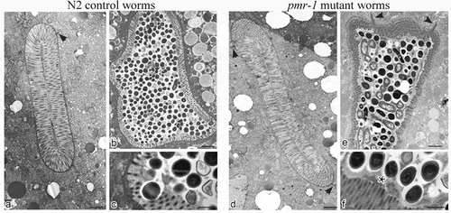 Figure 5. Ultrastructural analysis of control worms and pmr-1 mutants, before and after infection with S. aureus.Electron micrographs show the intestinal surface of both control and pmr-1 nematodes with a typical apical domain, including brush border with microvilli, terminal web, and apical junctions (a, d; arrowheads). Panels a and d indicate N2 and pmr-1 worms before S. aureus infection, respectively. Panels b and c indicate control worms after S. aureus infection, while pmr-1 infected worms were indicated in panels e and f. After infection (b, e), the intestinal lumena of both control and defective worms are dilated. However, in mutant worms, a denser and thicker glycocalyx (asterisc) separates the microvilli from the intralumenal bacteria (e-f). Differently, in control worms, bacteria adhere to the microvilli (b, c). Bars 1 µm; Fig. c, f. Bars 0,5 µm.