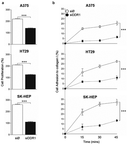 Figure 6. DDR1 silencing reduces adhesion to collagen type I and proliferation in response to exogenous collagen I in A375, HT29 and SK-HEP cells. Tumor cells were transiently transfected with DDR1 silencing RNA (siDDR1) or with an irrelevant siRNA (siØ). (a) Proliferation of in response to exogenous collagen type I. (b) Time course of the cell adhesion to collagen I. Data are presented as the means ± standard error, n = 3 (***P < 0.0001)