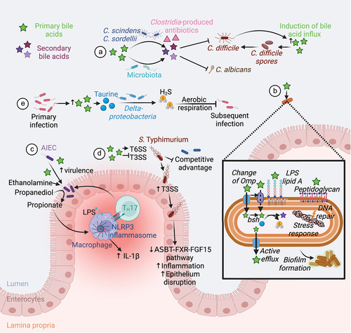 Figure 5. Microbiota-mediated bile acid metabolism and defense against pathogens. (A) Conversion of primary to secondary bile acid by the microbiota confers a colonization resistance against various pathogens. Secondary bile acids exert a direct antifungal activity against C. albicans.Citation117 The gut members C. scindens and C. sordellii produce secondary bile acids and antibiotics that act together to inhibit C. difficile growth. However, C. difficile induces secretion of primary bile acid in the gut to favor its spore germination.Citation118–120 (B) Intestinal bacteria and pathogens resist to bile acids by changing the structure of their membrane components (Omp, Lipid A, peptidoglycan), using bile acids as a source of nutrients, actively eliminating bile acids, repairing DNA damage, promoting stress responses, and forming biofilms.Citation121 (C) Bile acids promote the expression of AIEC virulence genes Citation122–124 and the use of ethanolamine and propanediol as a nitrogen and a carbon source respectively.Citation125,Citation126 Propionate generated from propanediol synergize with LPS to trigger IL-1β production and TH17 cell activation, thus promoting intestinal inflammation.Citation127 (D) Luminal bile acids increase S. Typhimurium T6SS activity and represses its T3SS until the bacteria can reach the epithelium.Citation128,Citation129 This confers a competitive advantage to the pathogen in a bile acid-rich lumen.Citation128,Citation129 Infection with S. Typhimurium decreases the ASBT-FXR-FGF15 pathway and increases inflammation and epithelial disruption.Citation23,Citation24 (E) Finally, primary bacterial infection increases the abundance of primary bile acids in the gut. Deltaproteobacteria metabolize bile acid-derived taurine to hydrogen sulfide that block pathogen aerobic respiration, thus conferring a resistance to subsequent bacterial infection.Citation25 Abbreviations: AIEC, Adherent-invasive E. coli; ASBT, apical bile salt transporter; FGF15, fibroblast growth factor 15; FXR, farnesoid X receptor; H2S, hydrogen sulfide; IL, interleukin; LPS, lipopolysaccharide; NLRP3, Nod-like receptor family pyrin domain containing 3; Omp, outer membrane porins; T3SS, type III protein secretion system; T6SS, type VI protein secretion system; TH, T helper cell. Created with BioRender.com.