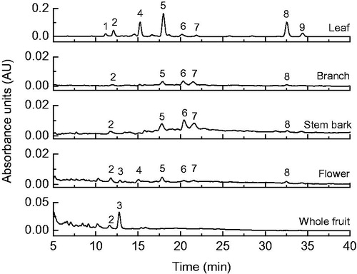 Figure 2. Chromatogram obtained by HPLC–DAD (450 nm) of carotenoids from extracts of different parts of Vismia cauliflora plant. Peak characterization is given in Table 2.