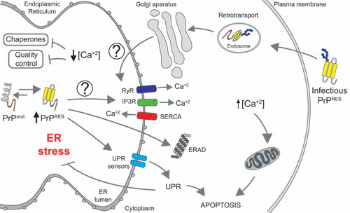 Figure 1 ER stress and altered calcium homeostasis in Prion-related Disorders. Misfolded mutant PrP associated with inherited forms of PrDs accumulate in the ER and may affect the activity of proteins controlling the influx/efflux of calcium (i.e., SERCA, IP3Rs and/or RYRs), decreasing in the long term ER calcium content. This event may alter the activity of several ER chaperones involved in protein folding and quality control mechanisms, generating ER stress. Chronic ER stress will induce sustained activation of the unfolded protein response (UPR), leading to neuronal apoptosis. In contrast, a fraction of the infectious PrP form may be transported from the plasma membrane/endosomes to ER, where it may interact with yet unknown receptors inducing an early and sustained calcium release to the cytoplasm sensitizing cells to mitochondrial-mediated apoptosis.