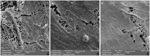 Figure 6. The morphology of HFF-1 cells attached to (A) PCL/PEG nanofibers, (B) 5% (w/w) Chr-loaded PCL/PEG nanofibers, and (C) 15% (w/w) Chr-loaded PCL/PEG nanofibers after 3-day culturing.
